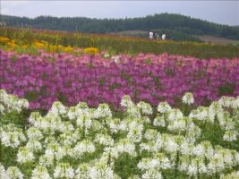 北海道團體行 第二天行程：富良野美瑛花田之旅（下）