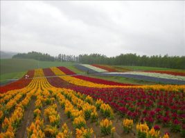 北海道團體行 第二天行程：富良野美瑛花田之旅（上）