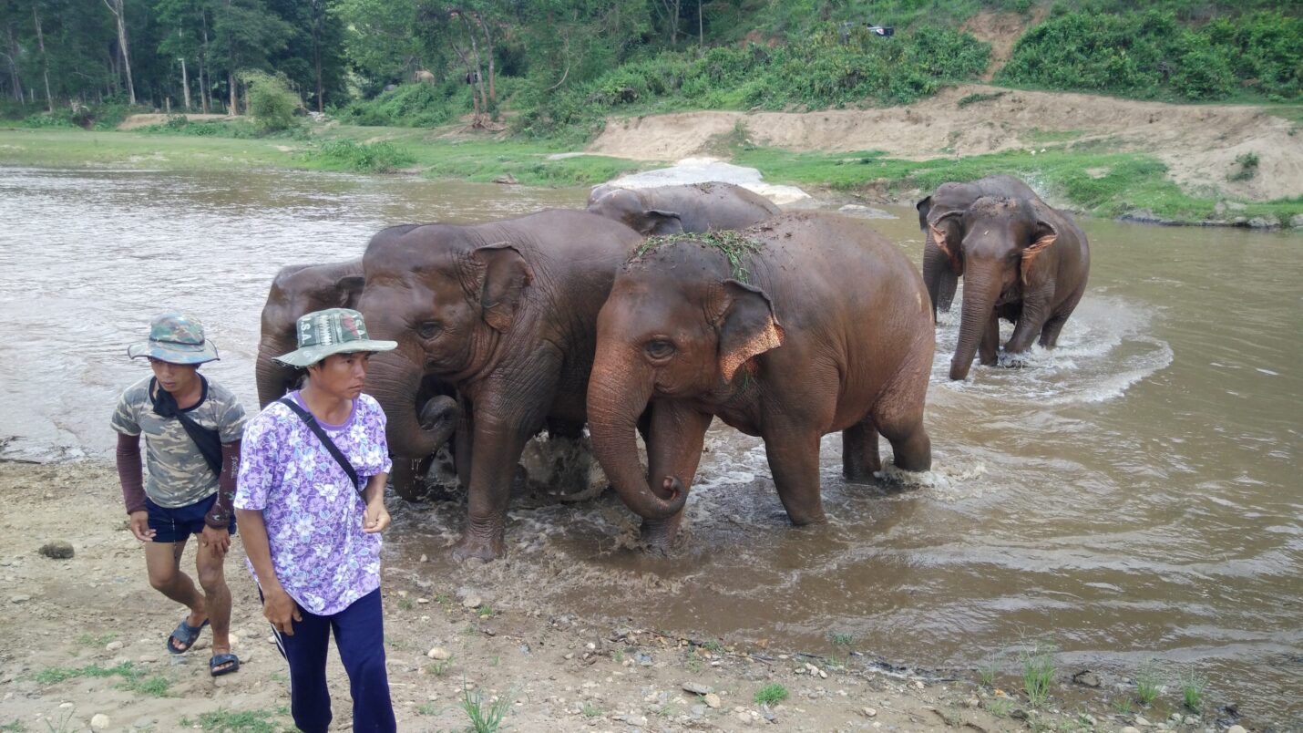 清邁2017自由行:大象自然公園Elephant Nature Park