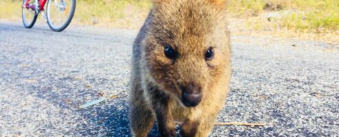 澳洲伯斯自由行: Rottnest Island尋找世界上最快樂的動物