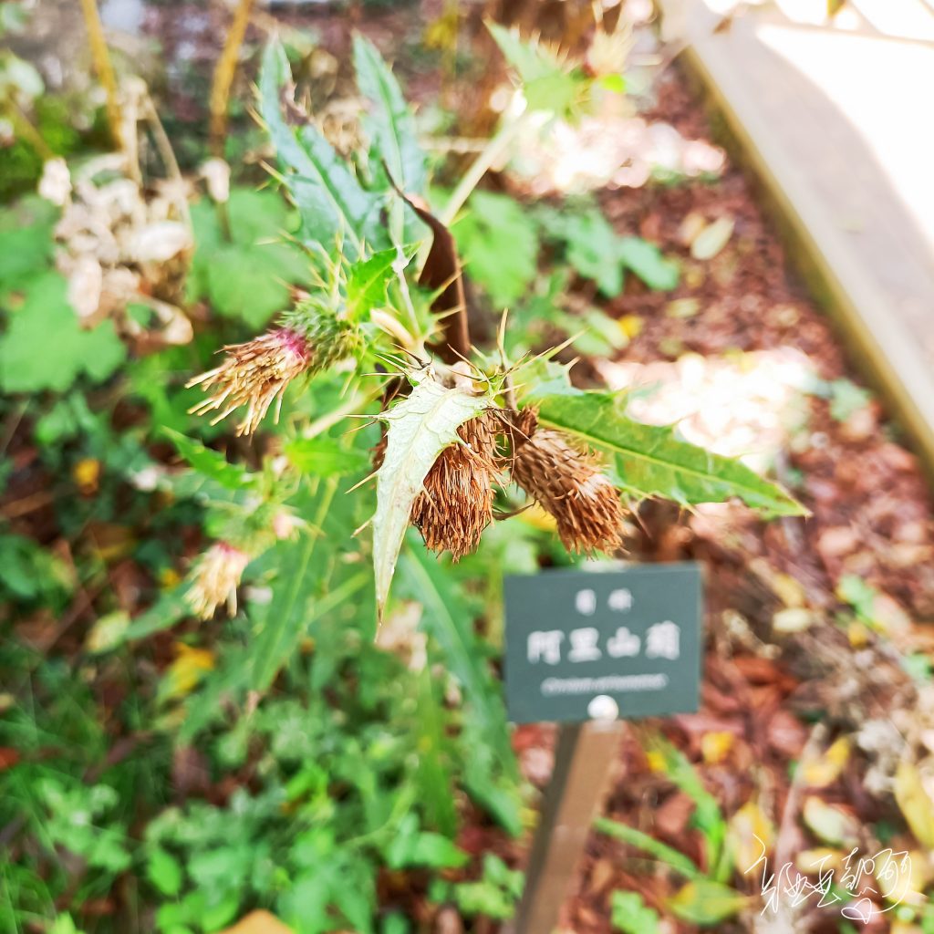 圖：雪霸國家公園山椒魚中心前的阿里山薊