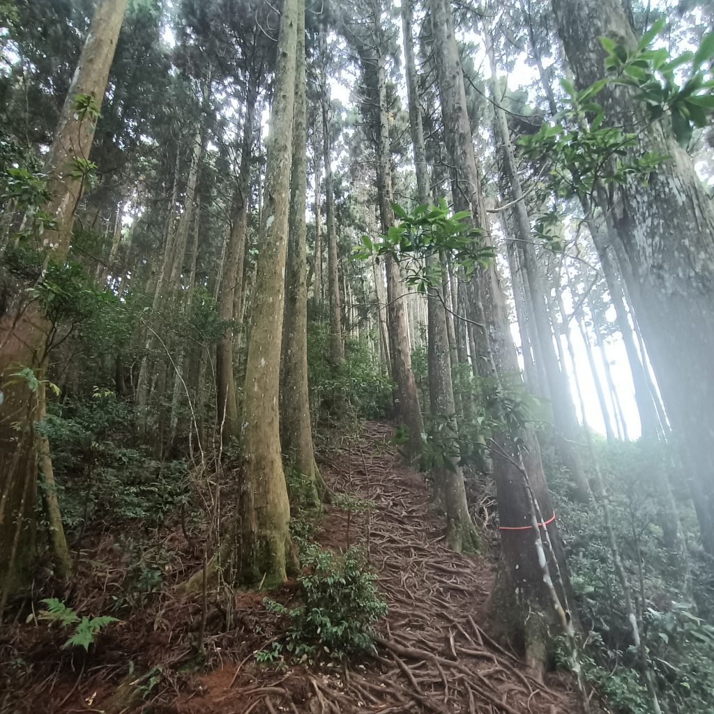 圖：野馬瞰山