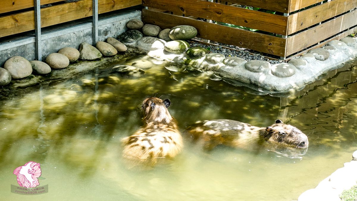 圖：慵懶的水豚天氣太熱正在泡水。